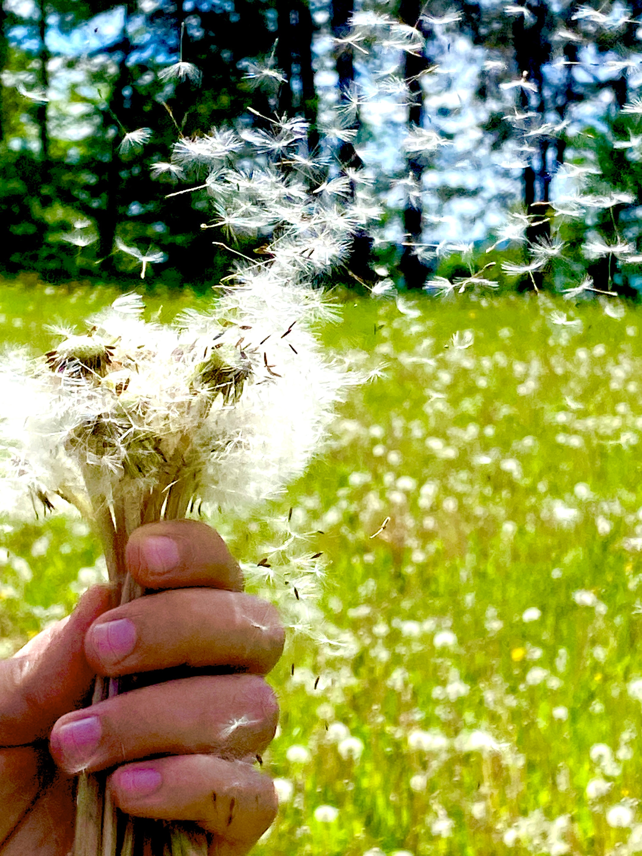 Hand hält Pusteblumen, Samen fliegen über eine sonnige Wiese.